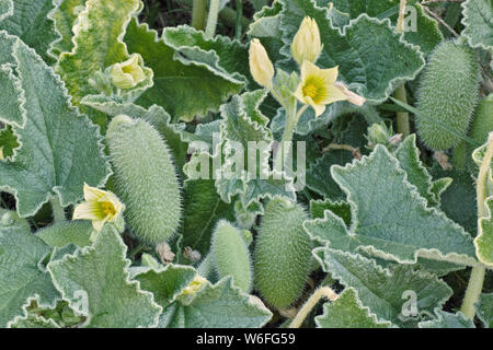 plant of squirting cucumber with flowers and fruits Stock Photo