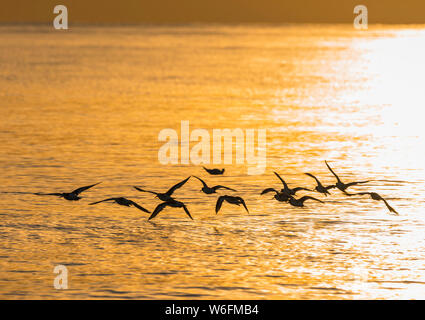 Birds flying low over the sea with the low evening sun sparkling on the water in Autumn in West Sussex, England, UK. Stock Photo