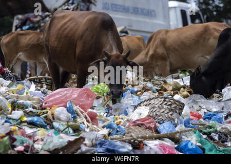Lhokseumawe, Aceh, Indonesia. 1st Aug, 2019. Cows feed on leftovers in piles of garbage at the landfill site in Lhokseumawe, Aceh, Indonesia.Data from the Worldwide Fund for Nature (WWF), about 300 million tons of plastic are produced each year, most of which end up in landfills and the sea, polluting the sea. In fact, this has become an international crisis that continues to grow today. Credit: Zikri Maulana/SOPA Images/ZUMA Wire/Alamy Live News Stock Photo
