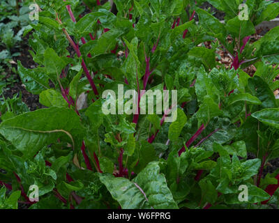 Leaves of swiss chard plants or Beta vulgaris cultivar organically grown on an allotment by a plot holder in London, in May. Stock Photo