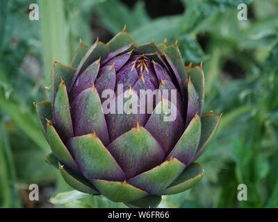 Globe artichoke vegetable or Cynara cardunculus, purple leaved cultivar grown by an allotment holder on her plot in London, in May. Stock Photo