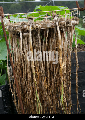 Garlic, grown on an allotment in London, UK, hanging upside down from a rack for drying or curing, after harvesting in July. Stock Photo