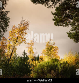 A square format image of autumnal mixed woodland in Badenoch and Strathspey, Scotland. 20 October 2018 Stock Photo