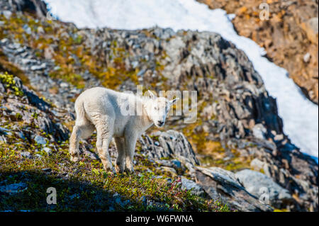 Close-up of a Mountain goat (Oreamnos americanus) kid in Kenai Fjords National Park on a sunny summer afternoon in South-central Alaska Stock Photo