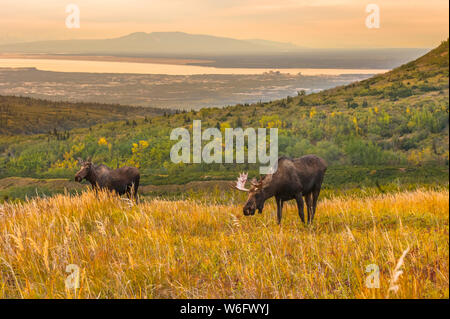 A bull Moose (Alces alces) and cow are grazing during the rut on a late autumn day at Powerline Pass with the city of Anchorage, Alaska in the back... Stock Photo
