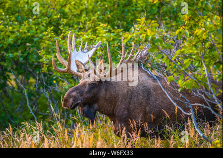 Large bull Moose (Alces alces) standing in brush near Powerline Pass in the Chugach State Park, near Anchorage in South-central Alaska on a sunny a... Stock Photo
