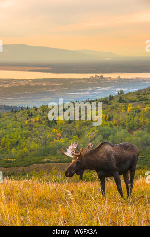 A bull Moose (Alces alces) is grazing during the rut on a late autumn day at Powerline Pass with the city of Anchorage, Alaska in the background Stock Photo