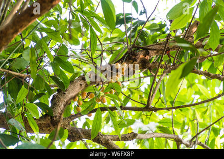 Yellow Baccaurea ramiflora fruit on tree,Thailand Stock Photo