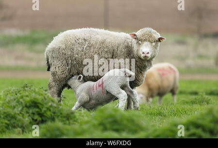 Baby lamb suckling milk from mother sheep, UK Stock Photo