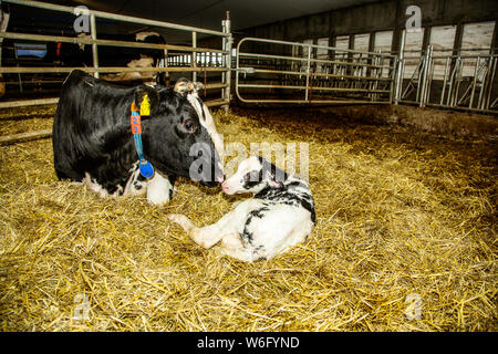 Holstein cow with her newborn calf in a pen on a robotic dairy farm, North of Edmonton; Alberta, Canada Stock Photo