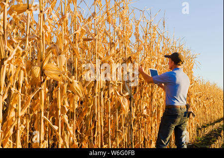 A farmer with a tablet examines a harvest-ready grain/feed corn field near Niverville; Manitoba, Canada Stock Photo