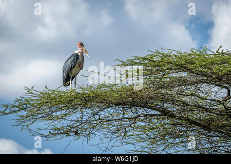 Marabou stork (Leptoptilos crumenifer) stands facing right on branch, Serengeti National Park; Tanzania Stock Photo