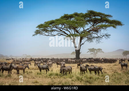 Confusion of Blue wildebeest (Connochaetes taurinus) standing under acacia with a herd of Plains zebra (Equus quagga) close by, Serengeti National ... Stock Photo