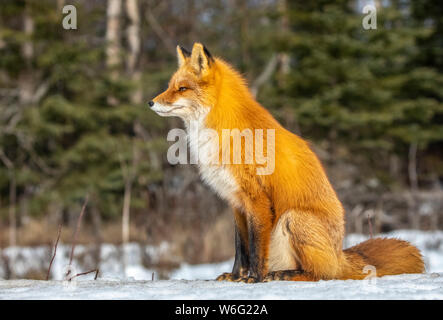 Red fox (Vulpes vulpes) sitting in the snow. Fox family was often seen here near Campbell Creek and traveling on the city bike trail Stock Photo