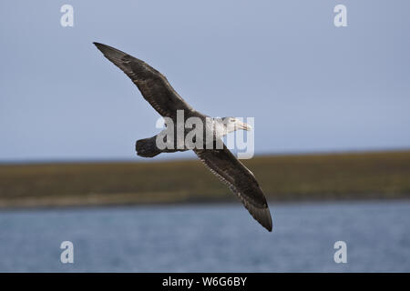 A southern giant petrel flying over Bleaker Island in the Falklands. Stock Photo