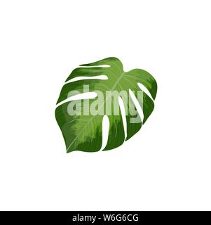 Green Monstera palm leaf vector isolated on white background. illustration of hawaiian and tropical single object for design Stock Vector