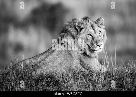 Monotone male lion (Panthera leo) lies turning to camera, Serengeti; Tanzania Stock Photo