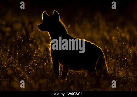 Rimlit spotted hyena (Crocuta crocuta) standing in long grass, Serengeti; Tanzania Stock Photo