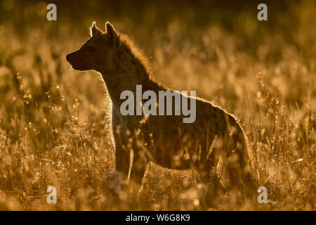 Backlit spotted hyena (Crocuta crocuta) standing in long grass, Serengeti; Tanzania Stock Photo