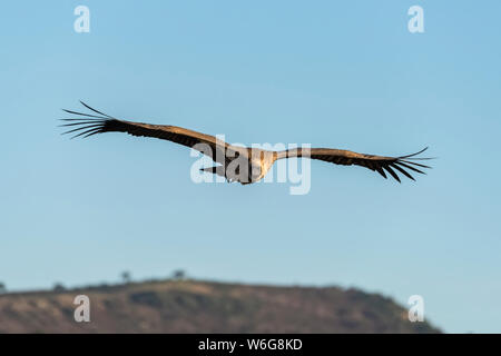 African white-backed vulture (Gyps africanus) soars above grassy ridge, Serengeti; Tanzania