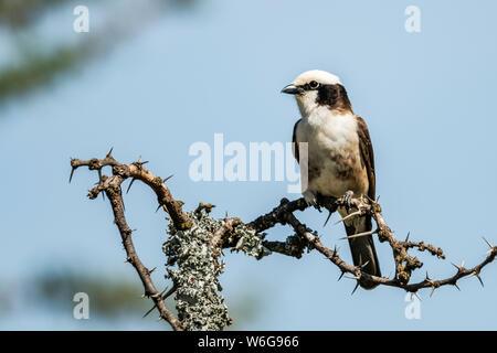 Northern white-crowned shrike (Eurocephalus ruppelli) with catchlight in thornbush, Serengeti; Tanzania Stock Photo