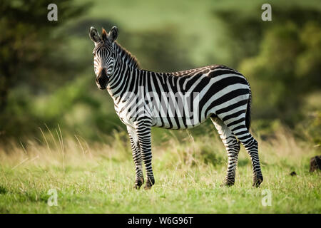 Plains zebra (Equus quagga) stands in grass eyeing camera, Serengeti; Tanzania