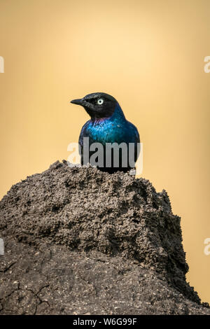 Ruppell long-tailed starling (Lamprotornis purpuroptera) perched on termite mound, Serengeti; Tanzania Stock Photo