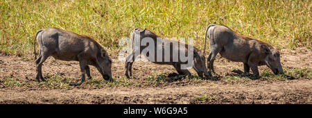 Three common warthog (Phacochoerus africanus) graze kneeling in line, Serengeti; Tanzania Stock Photo