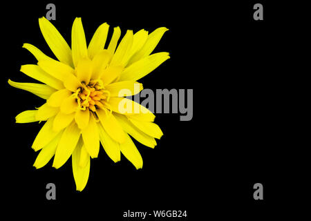 Yellow flower isolated on black Stock Photo