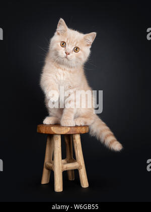 Cute creme British Shorthair kitten, sitting on wooden stool. Looking at camera with orange eyes. Isolated on black background. One paw in air Stock Photo