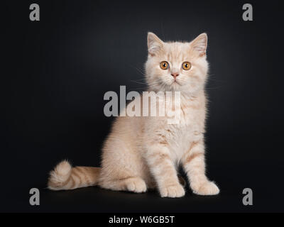 Cute creme British Shorthair kitten, sitting side ways. Looking beside camera with orange eyes. Isolated on black background. Stock Photo