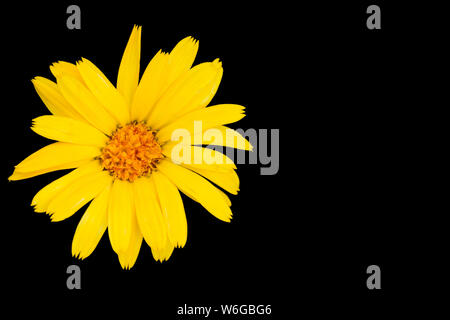 Yellow flower isolated on black Stock Photo