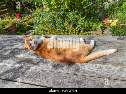 Handsome ginger cat lying on a wooden bench and looking at the camera, in a beautiful garden Stock Photo