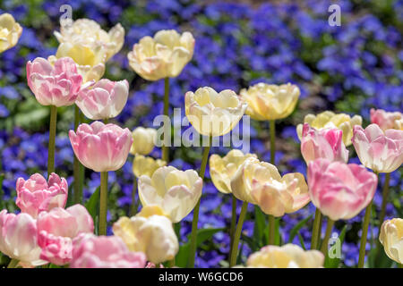 Double-Flowered Tulips - White and pink double-flowered tulips blooming in Spring sun, against a purple flowerbed in background. Denver Botanic Garden. Stock Photo
