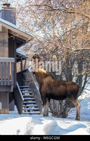 A cow moose (Alces alces) feeds on twigs and bark in winter with apartments show in background, South-central Alaska Stock Photo