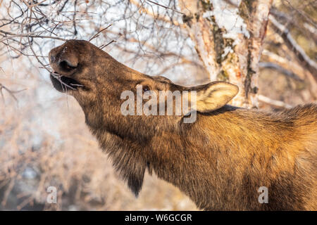 A cow moose (Alces alces) feeds on twigs and bark in winter, South-central Alaska; Anchorage, Alaska, United States of America Stock Photo