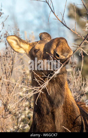 A cow moose (Alces alces) feeds on twigs and bark in winter, South-central Alaska; Anchorage, Alaska, United States of America Stock Photo