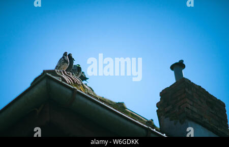 Aligned pigeons on roof Stock Photo