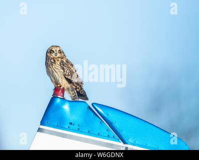 Short-Eared Owl (Asio flammeus) perched on a small airplane; Alaska, United States of America