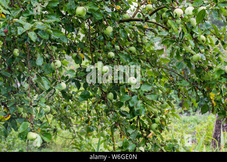 green apples on tree branches with water drops in orchard Stock Photo