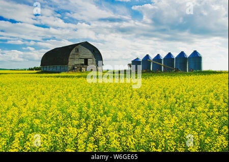 A field of bloom-stage canola with old barn and grain bins (silos) in the background: Tiger Hills, Manitoba, Canada Stock Photo