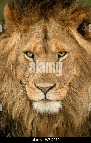 Close-up of male lion (Panthera leo) head staring out, Serengeti National Park; Tanzania