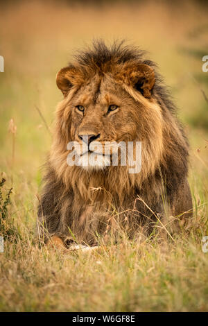 Male lion (Panthera leo) lies in grass staring left, Serengeti National Park; Tanzania Stock Photo