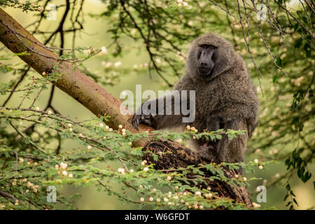 Olive baboon (Papio anubis) sits on branch eyeing camera, Serengeti National Park; Tanzania Stock Photo