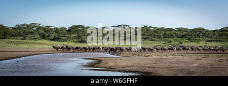 Panorama of line of wildebeest (Connochaetes taurinus) beside river, Serengeti National Park; Tanzania Stock Photo