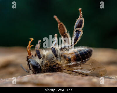 Extreme close-up of a deceased Apis mellifera honeybee with legs up on the ground, illustrates honey bee mortality Stock Photo