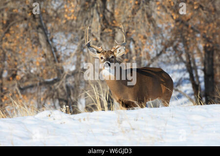 White-tailed deer (Odocoileus virginianus) buck standing in a grass field with snow; Denver, Colorado, United States of America Stock Photo