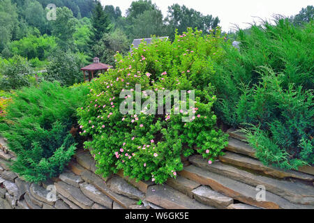 Decorative evergreen coniferous plants - junipers and blossoming pink shrubby cinquefoil (Dasiphora fruticosa 'Lovely Pink') in stone garden. Landscap Stock Photo