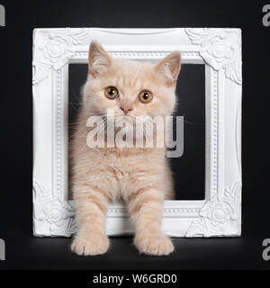 Cute shy creme British Shorthair kitten, standing facing front through white photo frame.Looking to camera with orange eyes. Isolated on a black backg Stock Photo