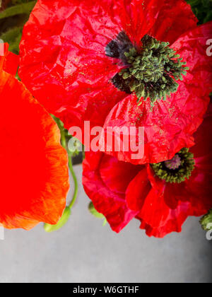 Bouquet of red poppies background. Wild flowers Stock Photo - Alamy